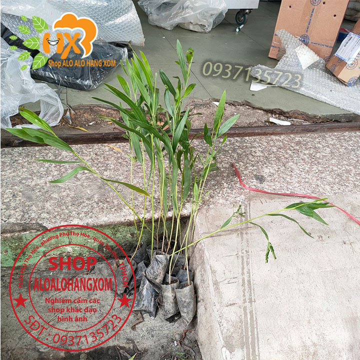 cây tràm lai cây giống -combo 50 cây