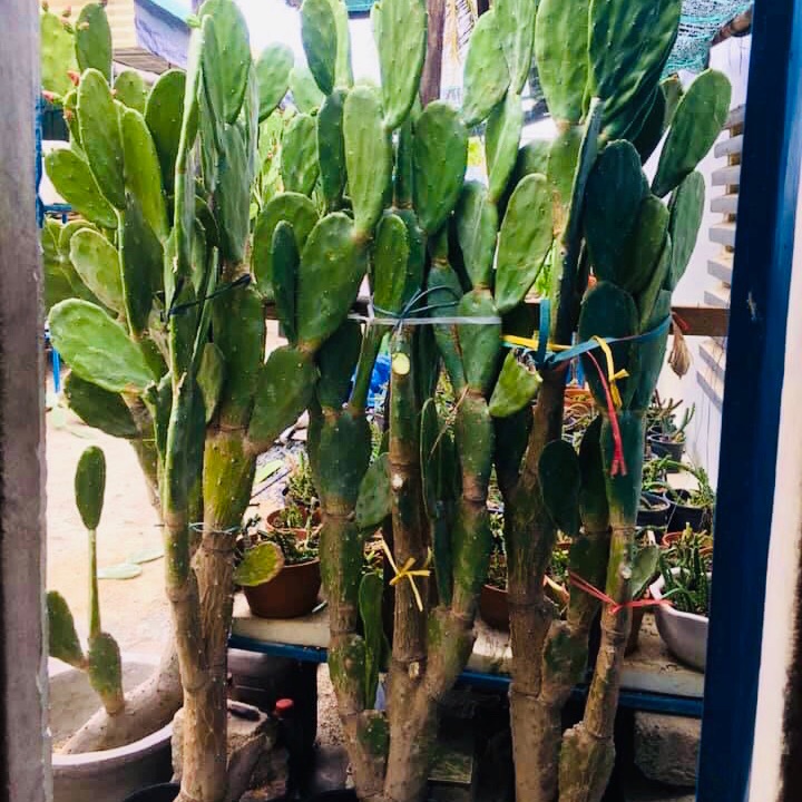 Xương rồng tai thỏ ( Loại 0,8-1m )