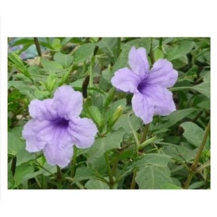 CÂY NỔ KHÔ 1KG - SÂM TANH TÁCH KHÔ