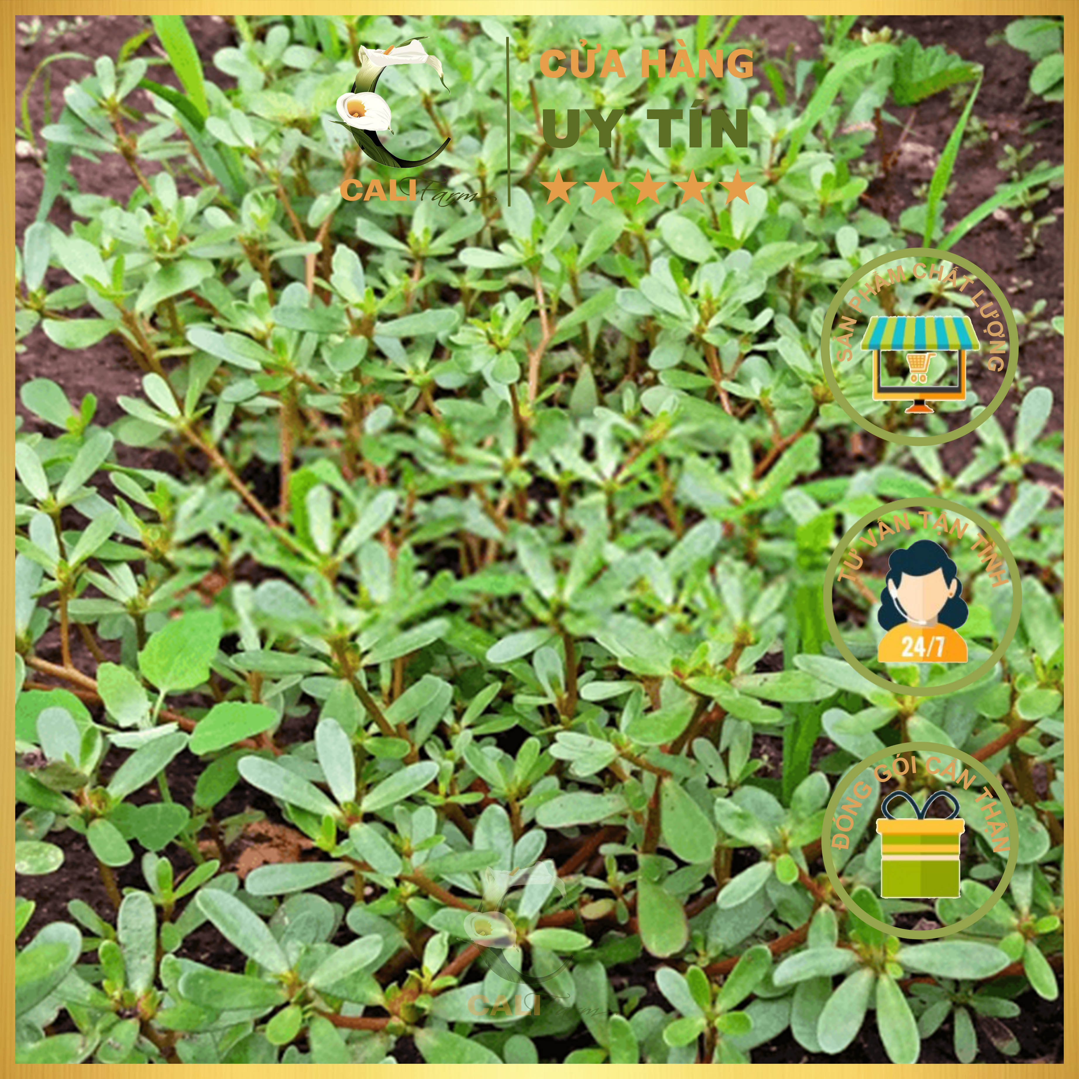 Hạt Giống Rau Sam Rado 683 (1gr)