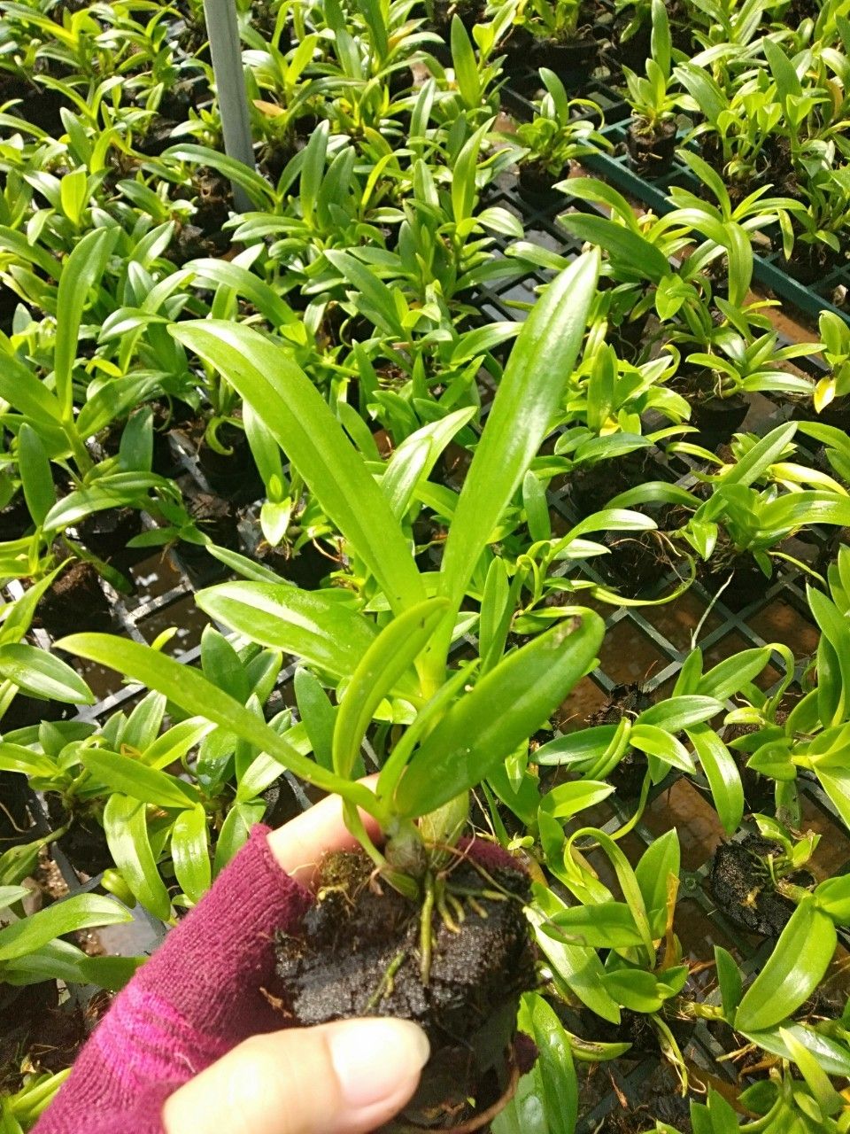 DENRO CÂY GIỐNG NHIỀU MÀU