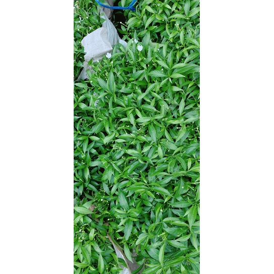 Cây Mai Tiểu Thơ