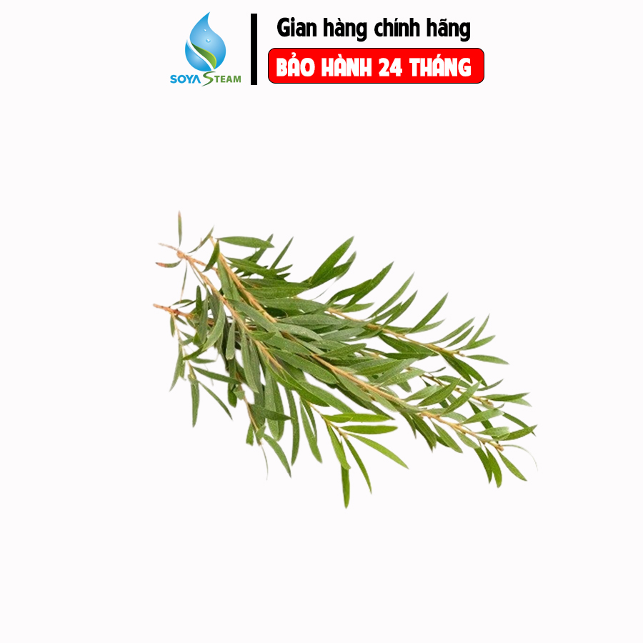 Tinh dầu tràm Huế 100ml