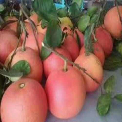 Cây giống Bưởi Luận văn (Tiến Vua - Vỏ đỏ, ruột đỏ ) câu giống chuẩn hàng F1 cho năng suất cao