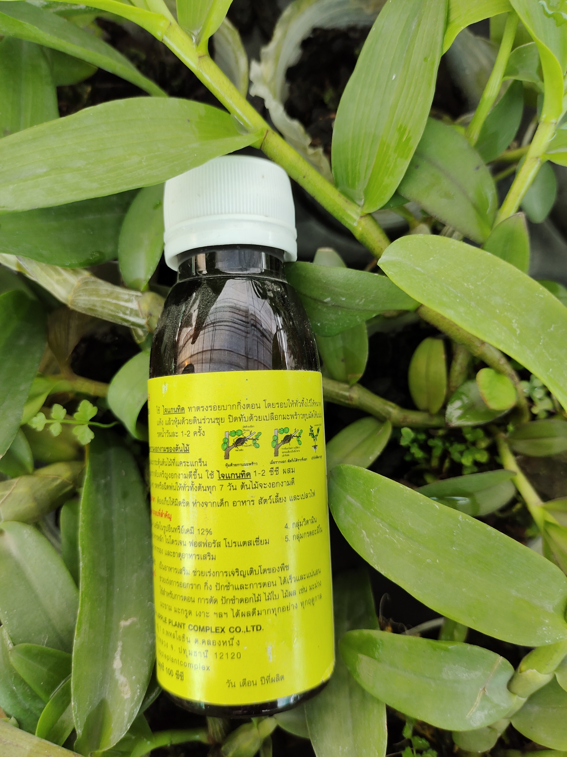 Kích rễ Thái Exotic Orchid Root