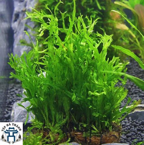 Cây Dương Xỉ Sừng Hươu