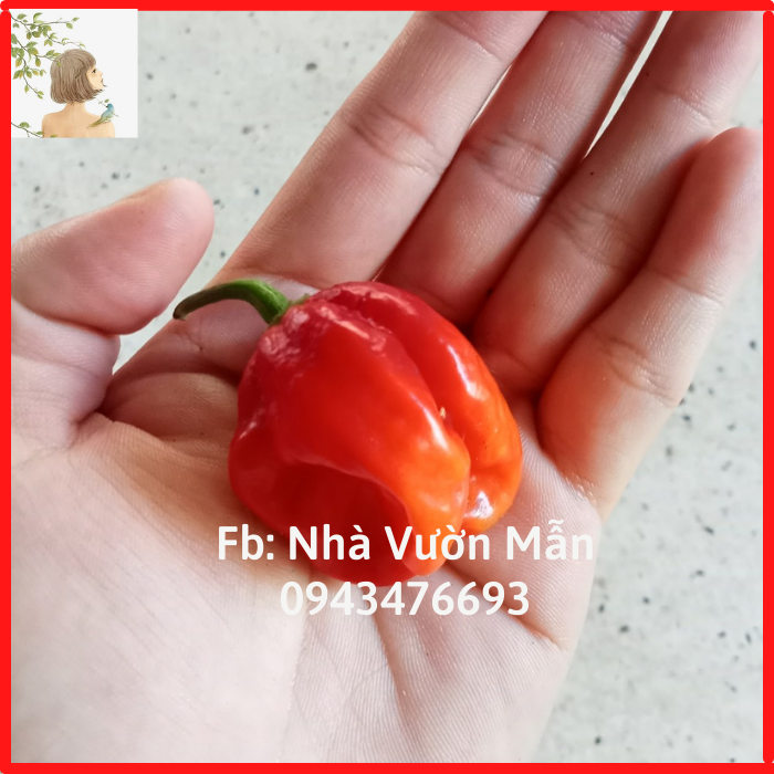 5 Hạt Ớt Habanero Red (Siêu Cay)