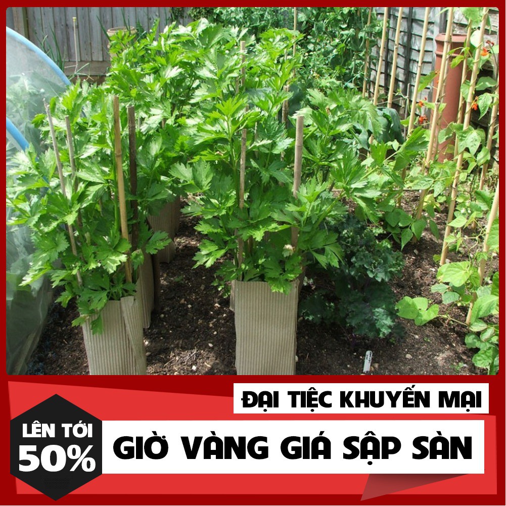 Hạt Giống Rau Cần Tây Cọng Xanh 5 Gram