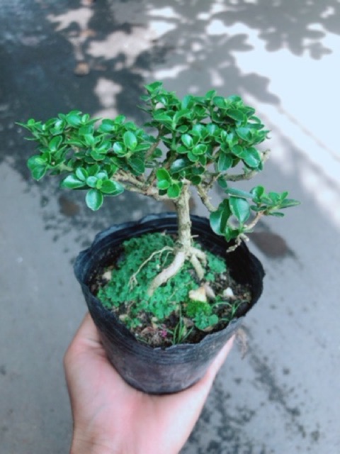 [HCM]Cây Sam Hương