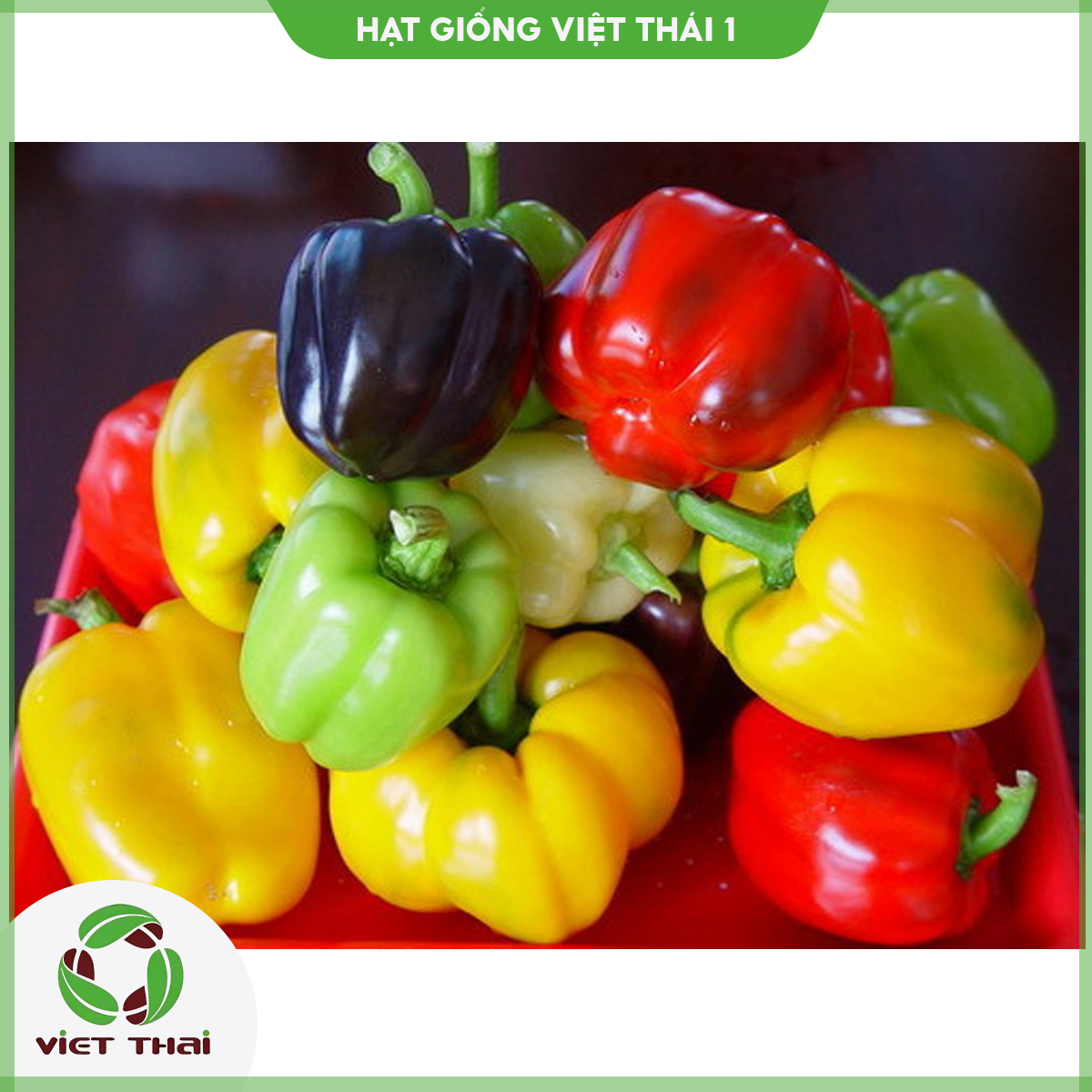 [SALE] Hạt giống Ớt Chuông Đà Lạt Đỏ - Vàng