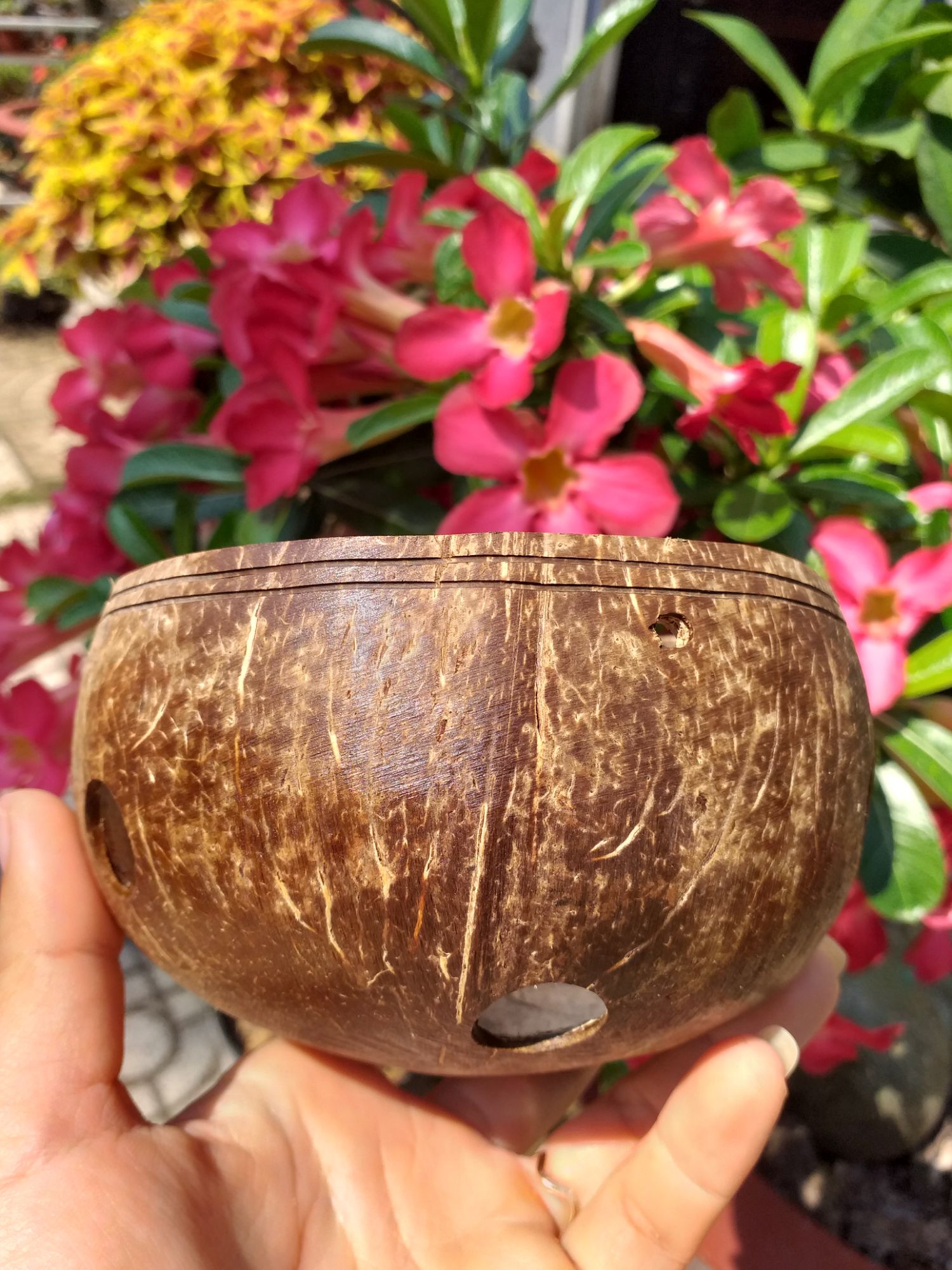 Chậu gáo dừa trồng lan, hoa phủ sơn bóng