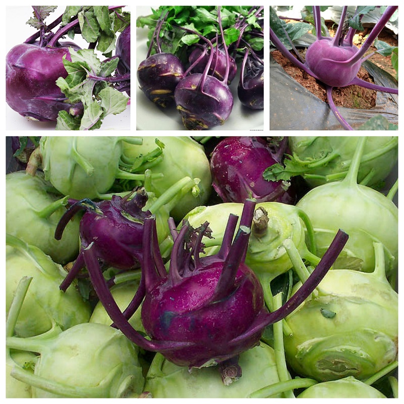 2 gói hạt giống su hào ( 1 gói su hào tím và 1 gói sau hào xanh ) (TẶNG gói kích thích hạt nảy mầm)