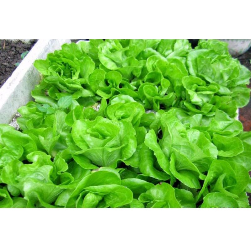 Hạt Giống Xà Lách Búp HN Gói 2g