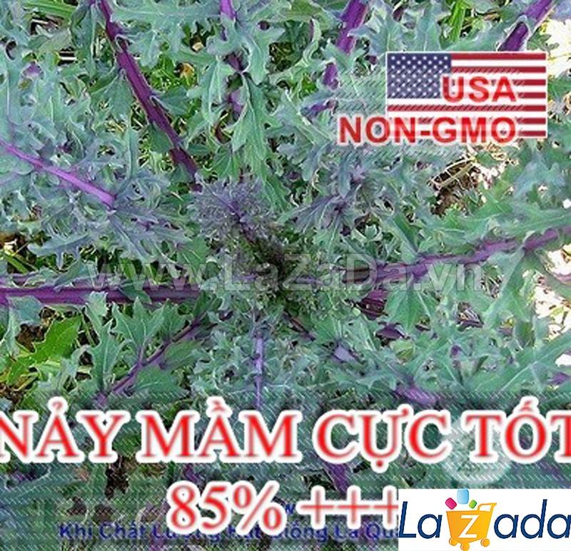 300h Hạt Giống Cải Xoăn Kale Đỏ Red Russian (B2.202| B25*X41*M213)