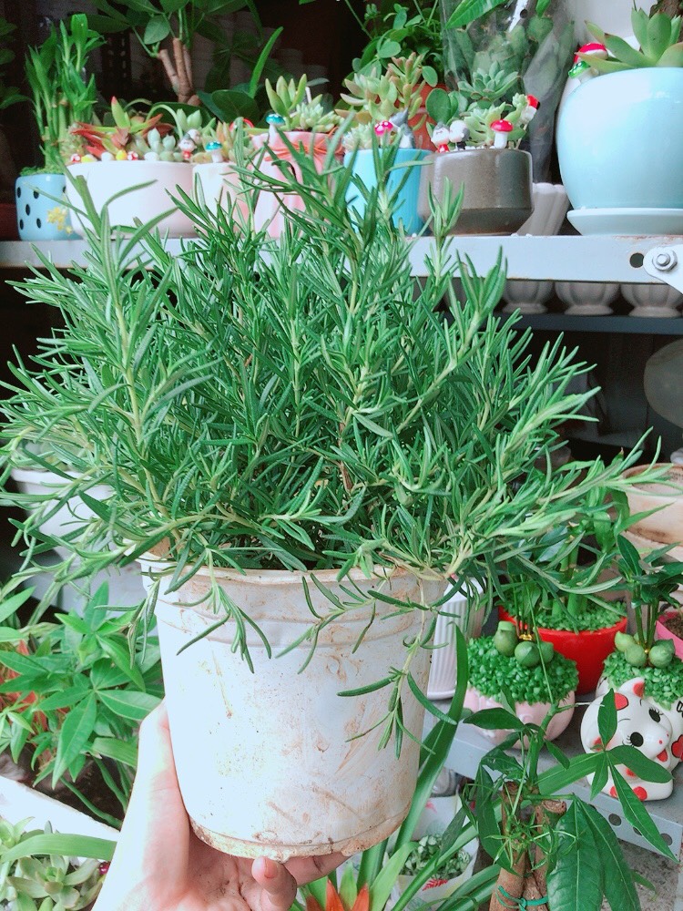 Chậu hương thảo size lớn