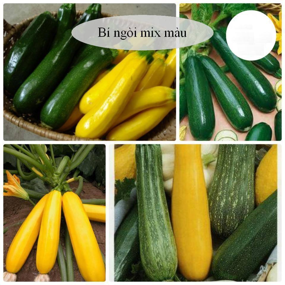 Combo 2 gói bí ngồi ( 1 gói xanh + 1 gói vàng )