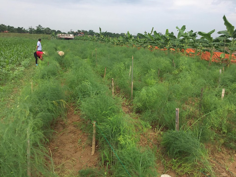 combo 10 cây giống măng tây
