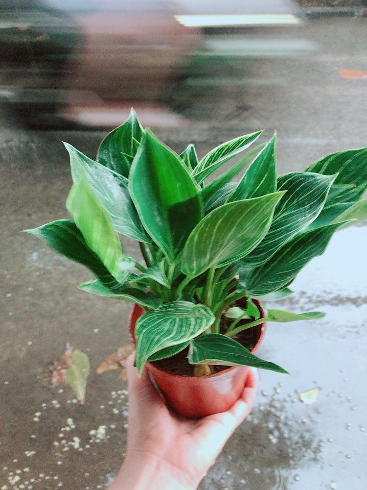 Cây Trầu Bà Đế Vương Sọc