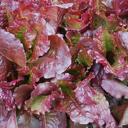 Hạt Giống Xà Lách Đỏ Red Rosie Thái Lan