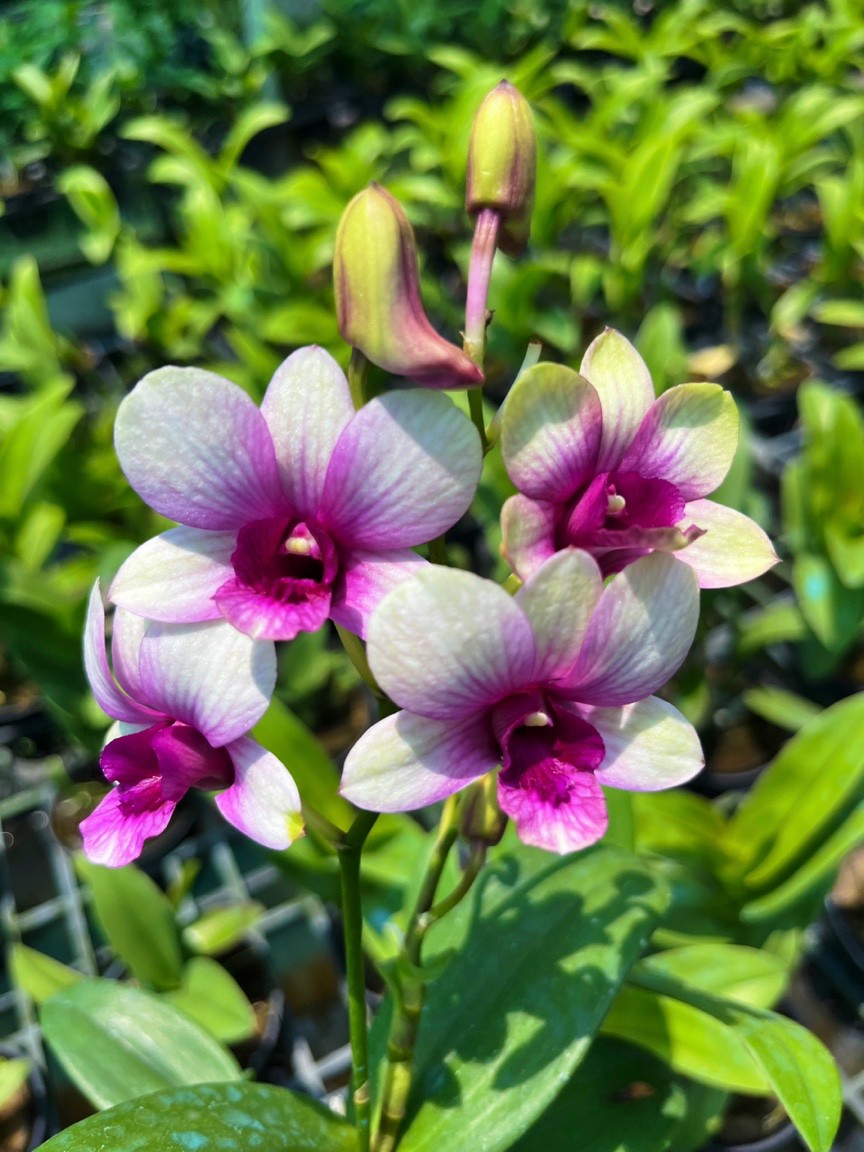 HOA LAN ĐỒNG TIỀN PASTER