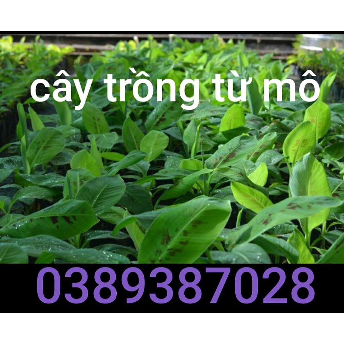 Cây giống chuối laba, 2 cây