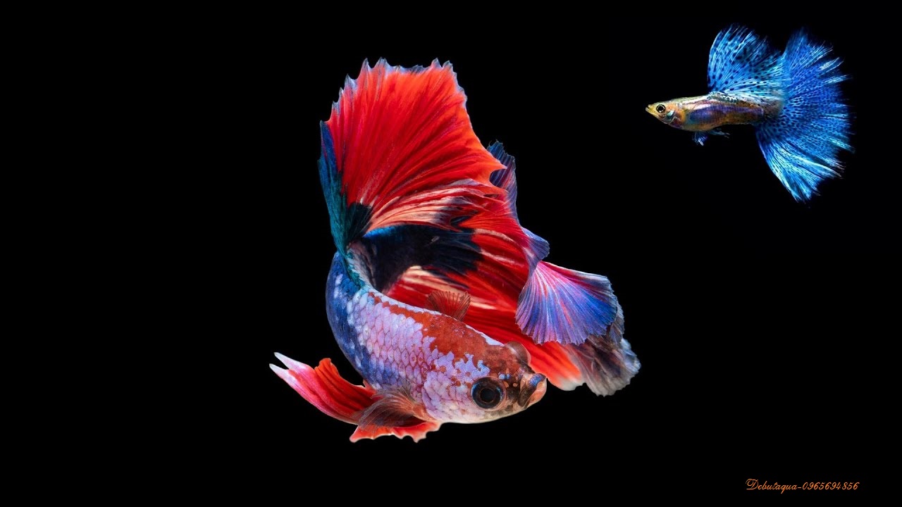 Thức Ăn Cho Cá Guppy 7 Màu Gói Vàng 20G