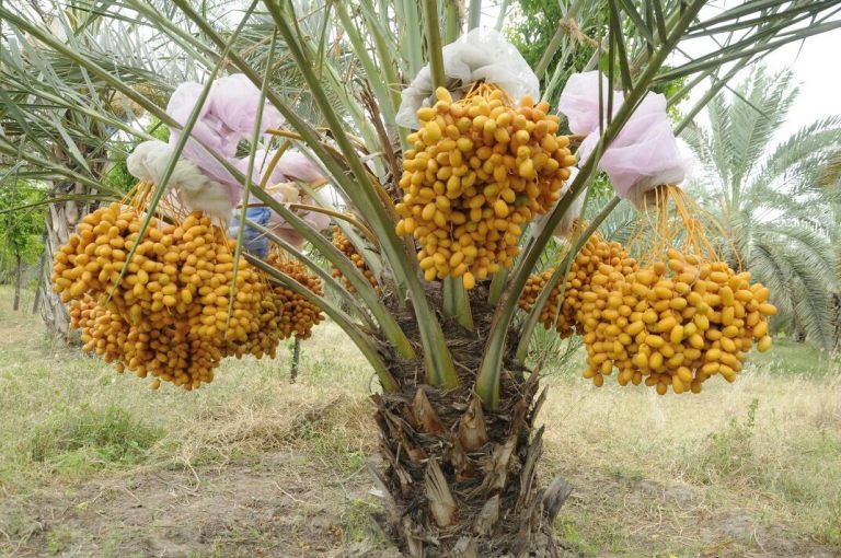 Cây Chà Là Barhee (gieo hạt giống thuần 3 năm cho trái)