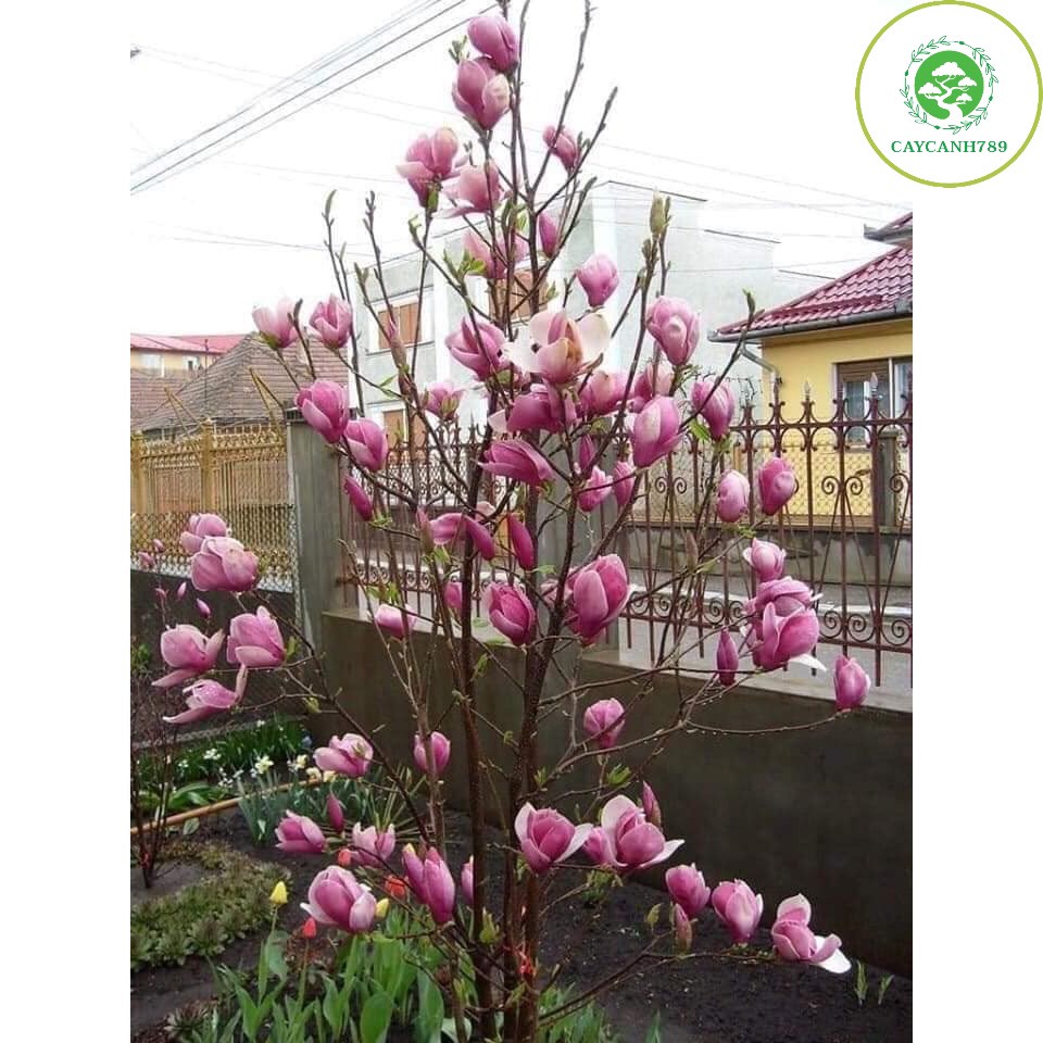 Hoa mộc lan đang nụ cho khách chơi tết ạ