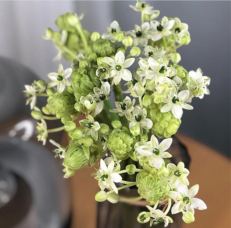 Củ giống hoa thiên nga - 1 củ - VTNT