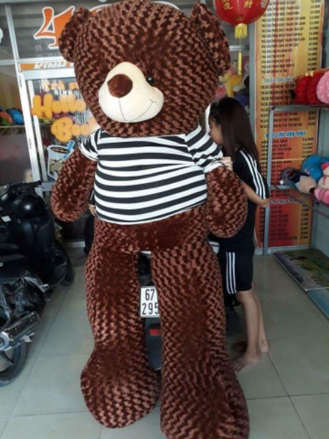 Gấu bông teddy khổ vải 2M cao 1m8