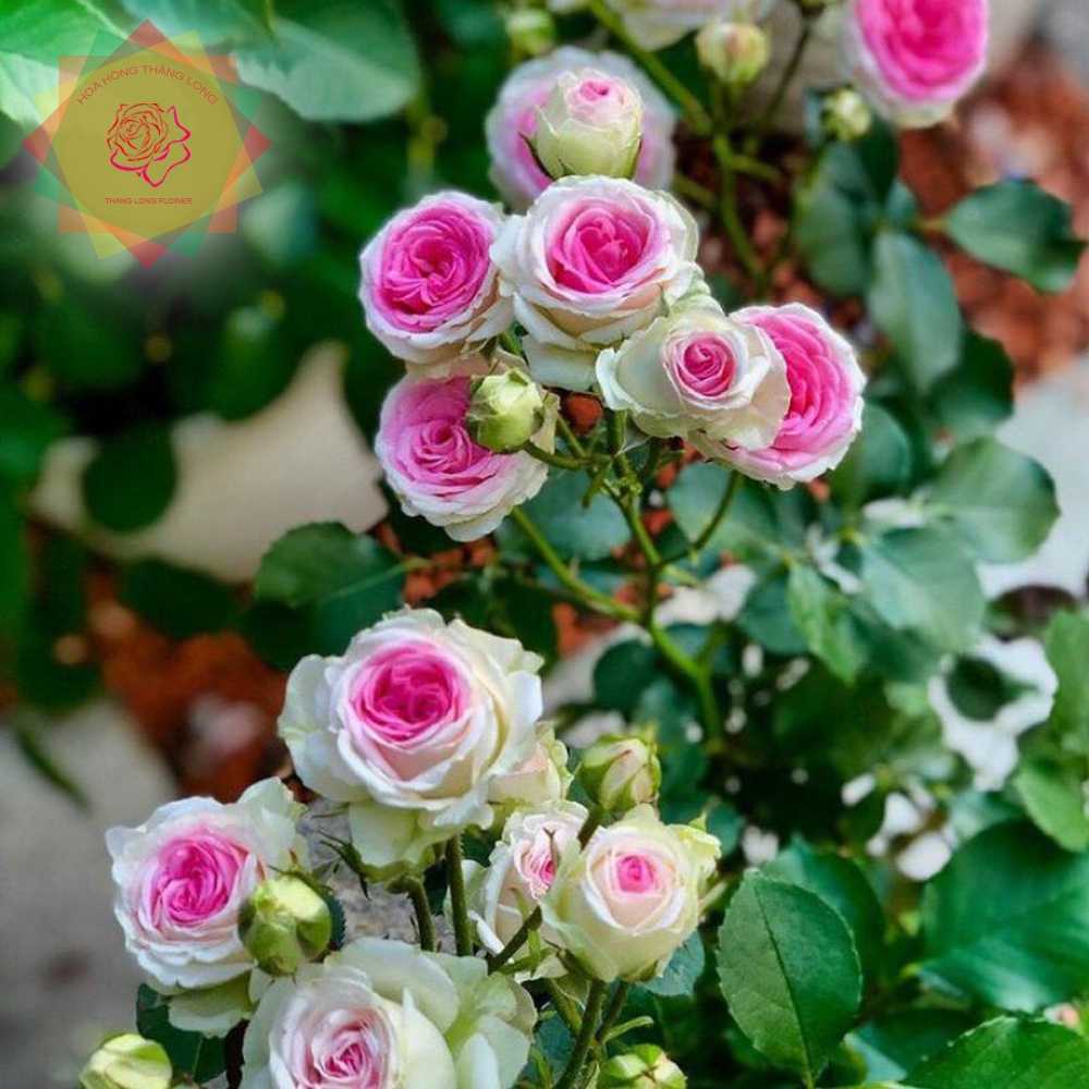 Hoa hồng ngoại Mini Eden trắng hồng sai hoa -cây giống phát triển ổn định