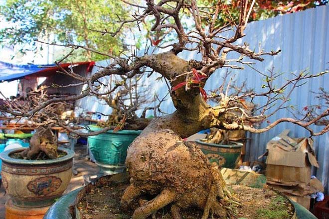 PHÂN BÓN MAX ROOT – MẬP THÂN NỞ ĐẾ CHUYÊN MAI VÀNG
