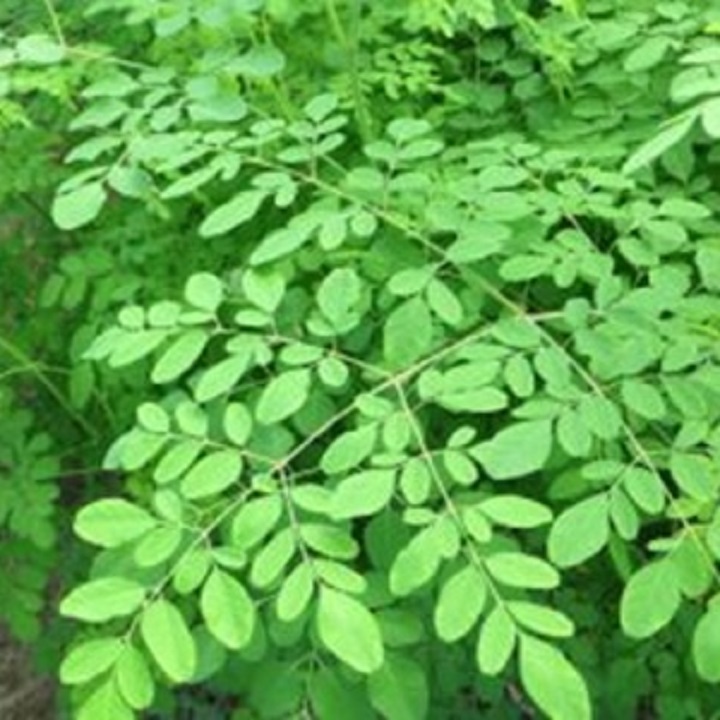 Hạt giống rau Chùm Ngây