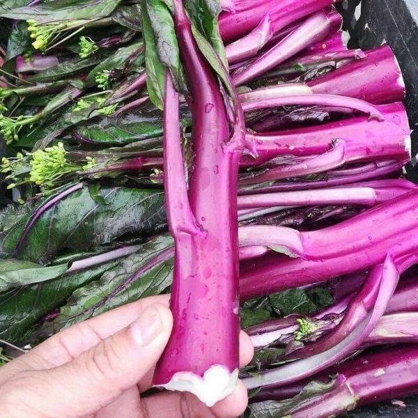 Hạt giống cải ngồng đỏ 10gr