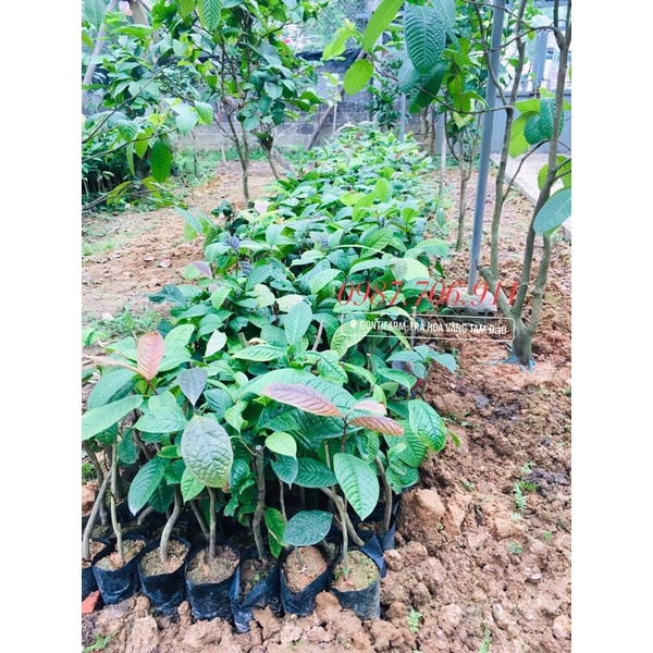 Combo 3 cây giống trà hoa vàng hakoda