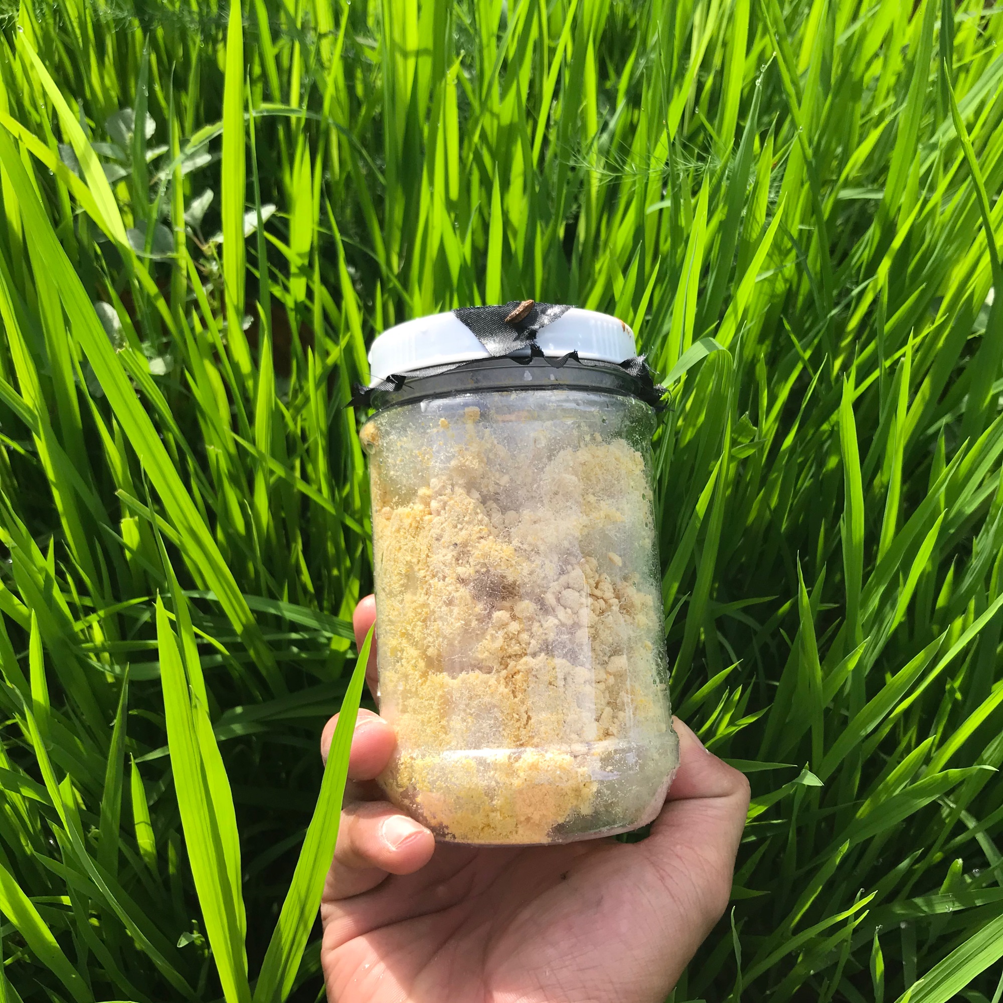 10gram Trứng Ruồi Lính Đen