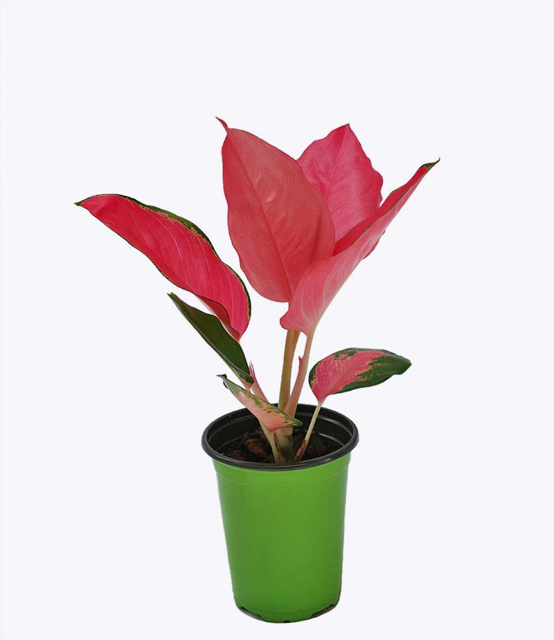 Cây Phú Quý ( Thịnh Vượng) Lá Đỏ Để Bàn - Chậu Cây Phong Thủy