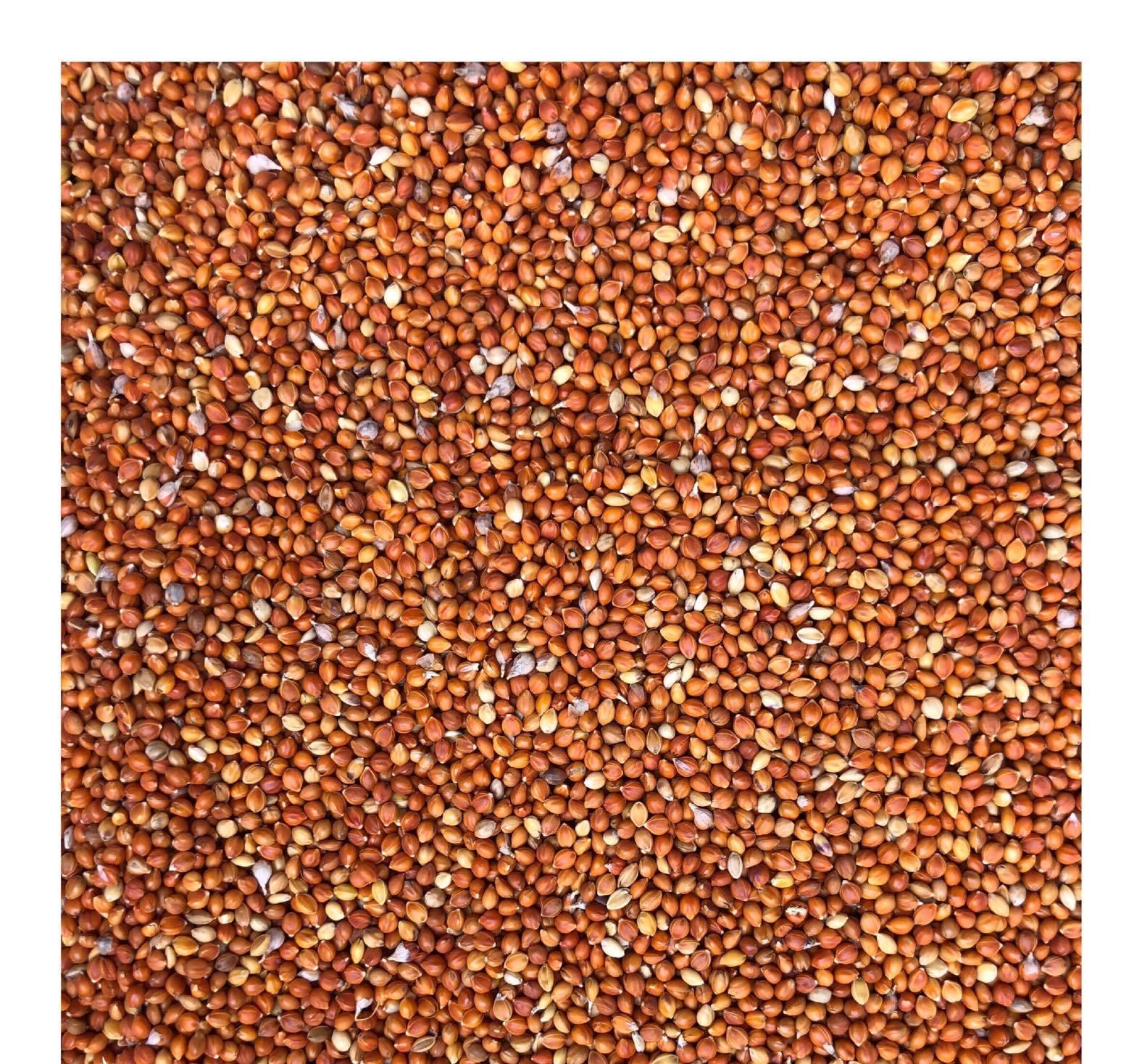 Kê đỏ & Lúa - thức ăn: Chim Cảnh, Gà.. (Combo 2kg)