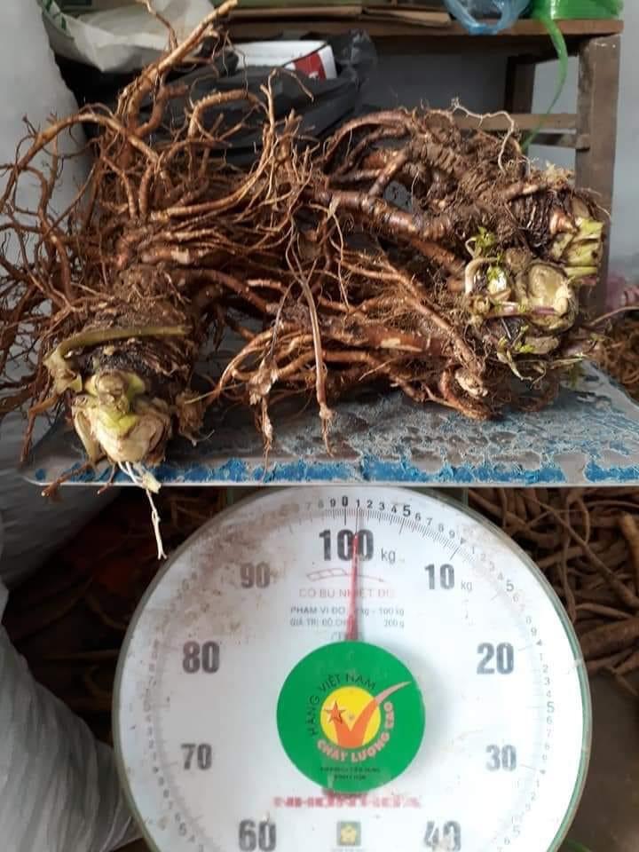 [HCM]1kg Sâm đương quy tươi