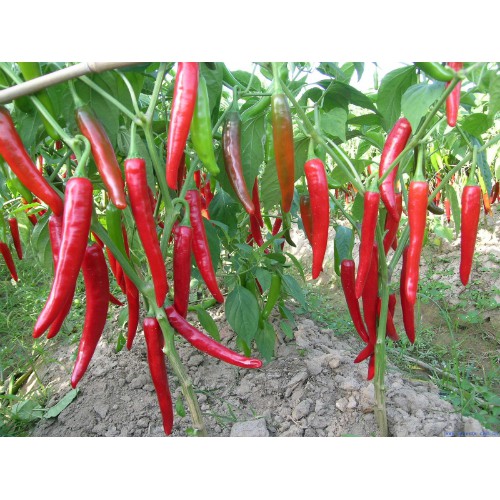 Hạt Giống Ớt Hàn Quốc F1