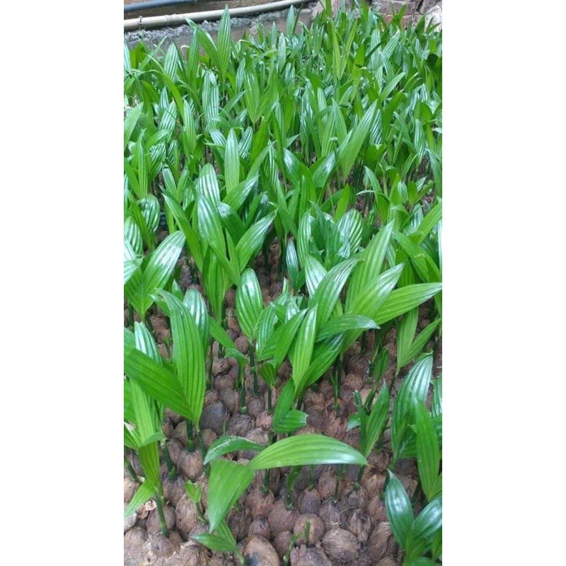 Cau lùn tứ quý quả ăn được