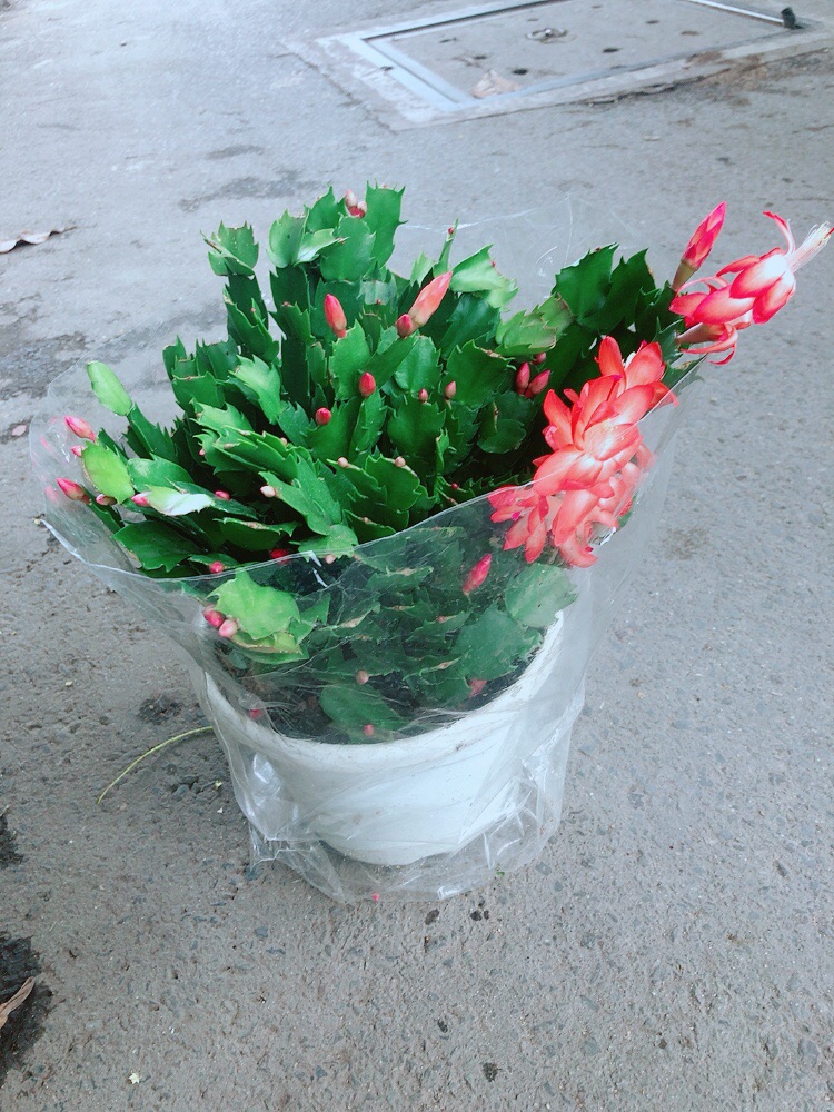Chậu Hoa Tiểu Quỳnh