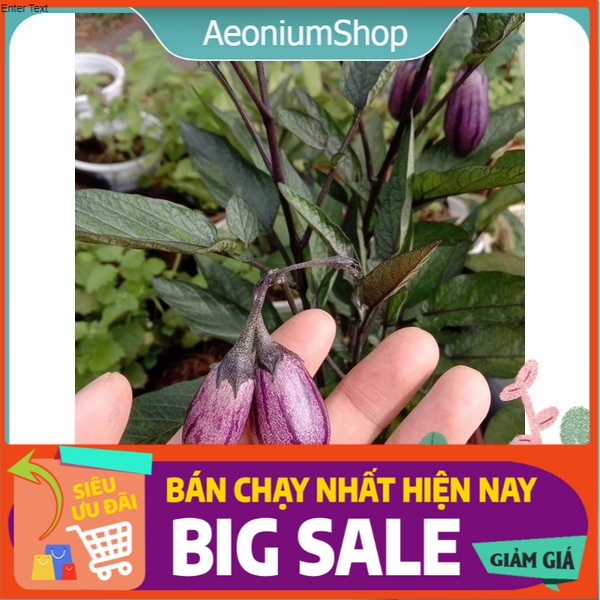 Combo 5 Cây Dưa Pepino Tím, Dưa Hấu Nam Mỹ  🪴