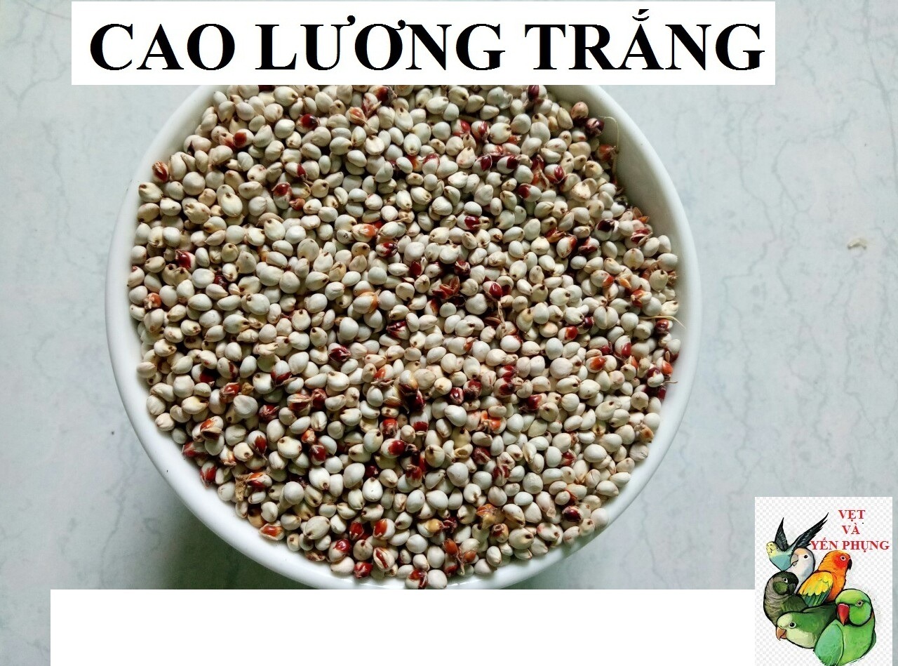 [HCM]500G BO BO TRẮNG (CAO LƯƠNG TRẮNG) CHO CÁC DÒNG VẸT VÀ THÚ CƯNG