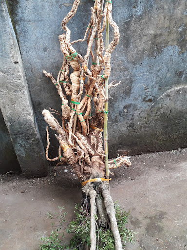 [CHÍNH HẢNG] củ đinh lăng tươi loại nguyên củ 5kg