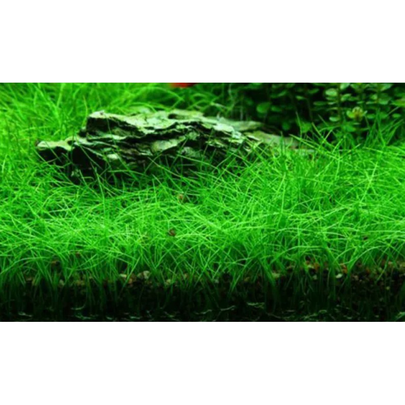 Hạt giống cây thủy sinh bể cá cảnh