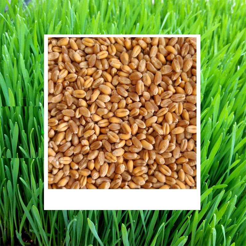 Hạt giống mầm lúa mì lúa mạch - 1 gói 100gram