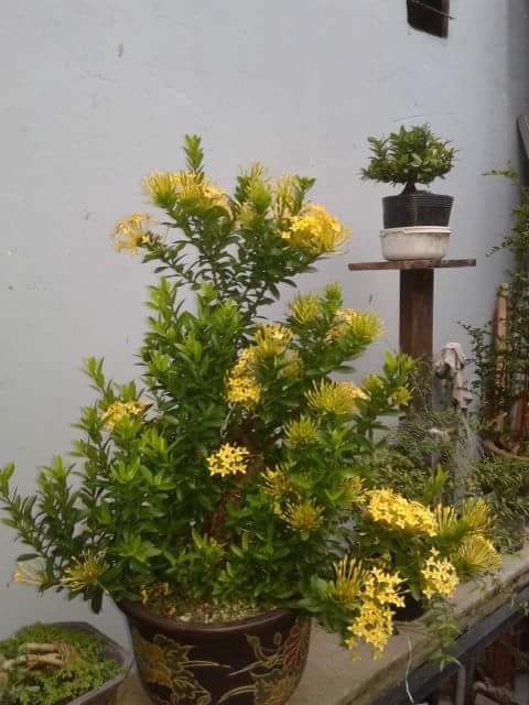 Cây giống Bông Trang VÀNG (mẫu đơn) - CayGiongTot