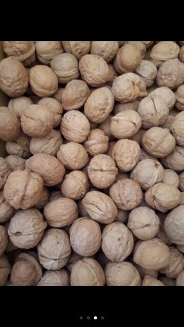 1Kg Óc Cho Sapa To Ngon Mẩy