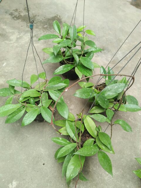 hoa lan cẩm cù hoa đỏ